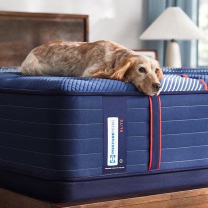 Sealy Mattress Sealy Posturepedic Elite Firm Mattress – Albany II mattress stores near me